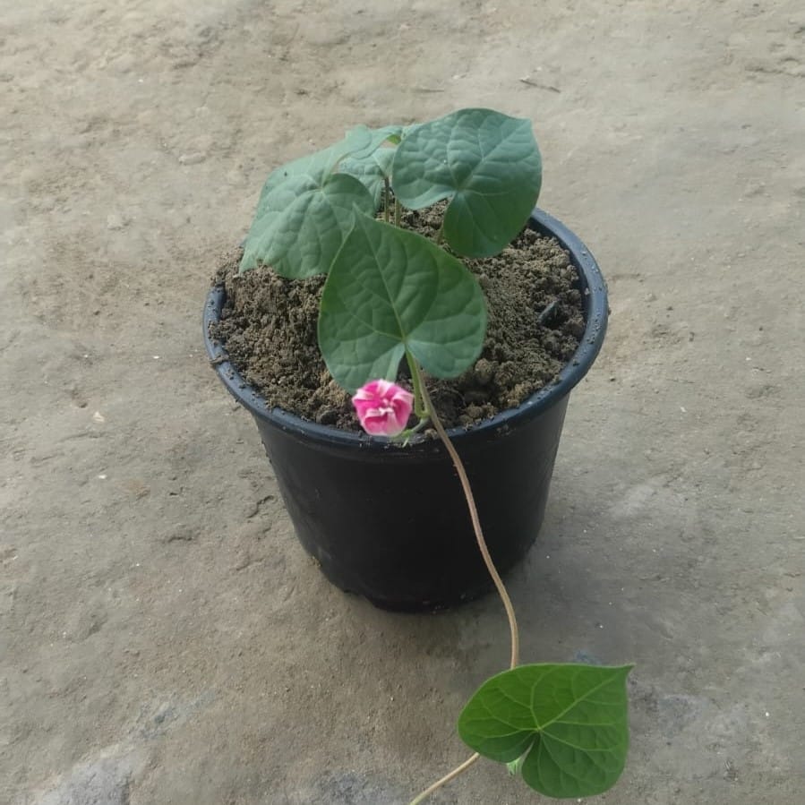 Morning Glory in 6 Inch Nursery Pot | Flowering | Vine
