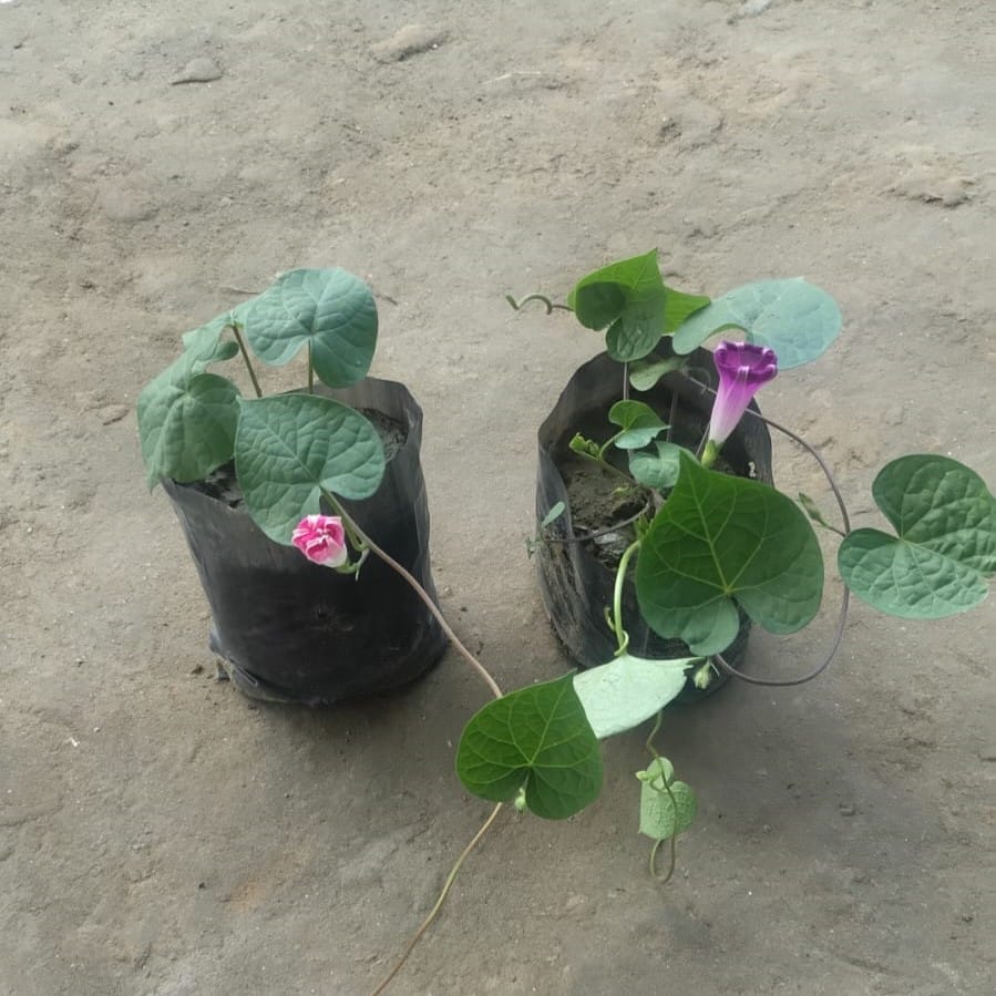 Set of 2- Morning Glory in 6 Inch Nursery Bag | Flowering | Vine