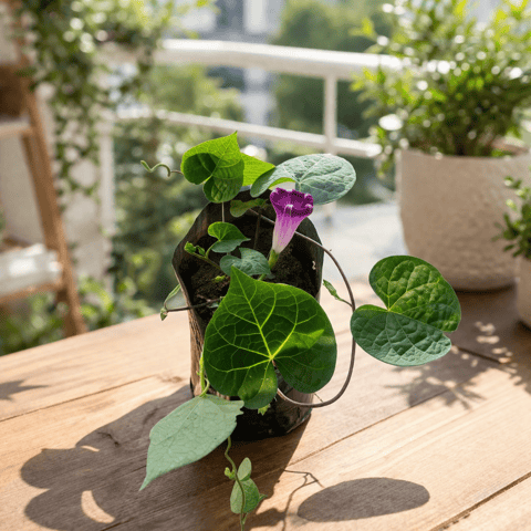 Ipomea Morning Glory in 3 Inch Nursery Bag | Flowering | Vine