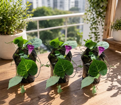 Set of 3 - Ipomea Morning Glory in 3 Inch Nursery Bag | Flowering | Vine