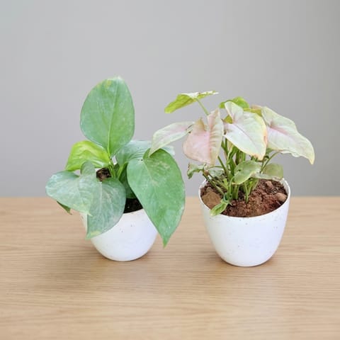 Heart & Soul Duo: Set of 2 - Money Plant Green & Syngonium Pink in 4 Inch Live Fresh Plant White Premium Orchid Round Plastic Pot in Sector 36 Gurugram