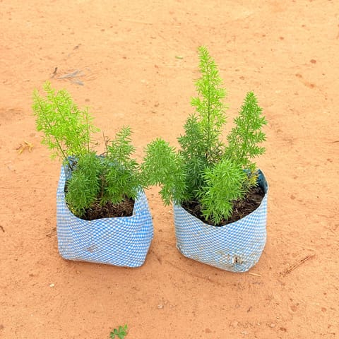 Set of 2-  Asparagus Mary in 4 inch Nursery Bag