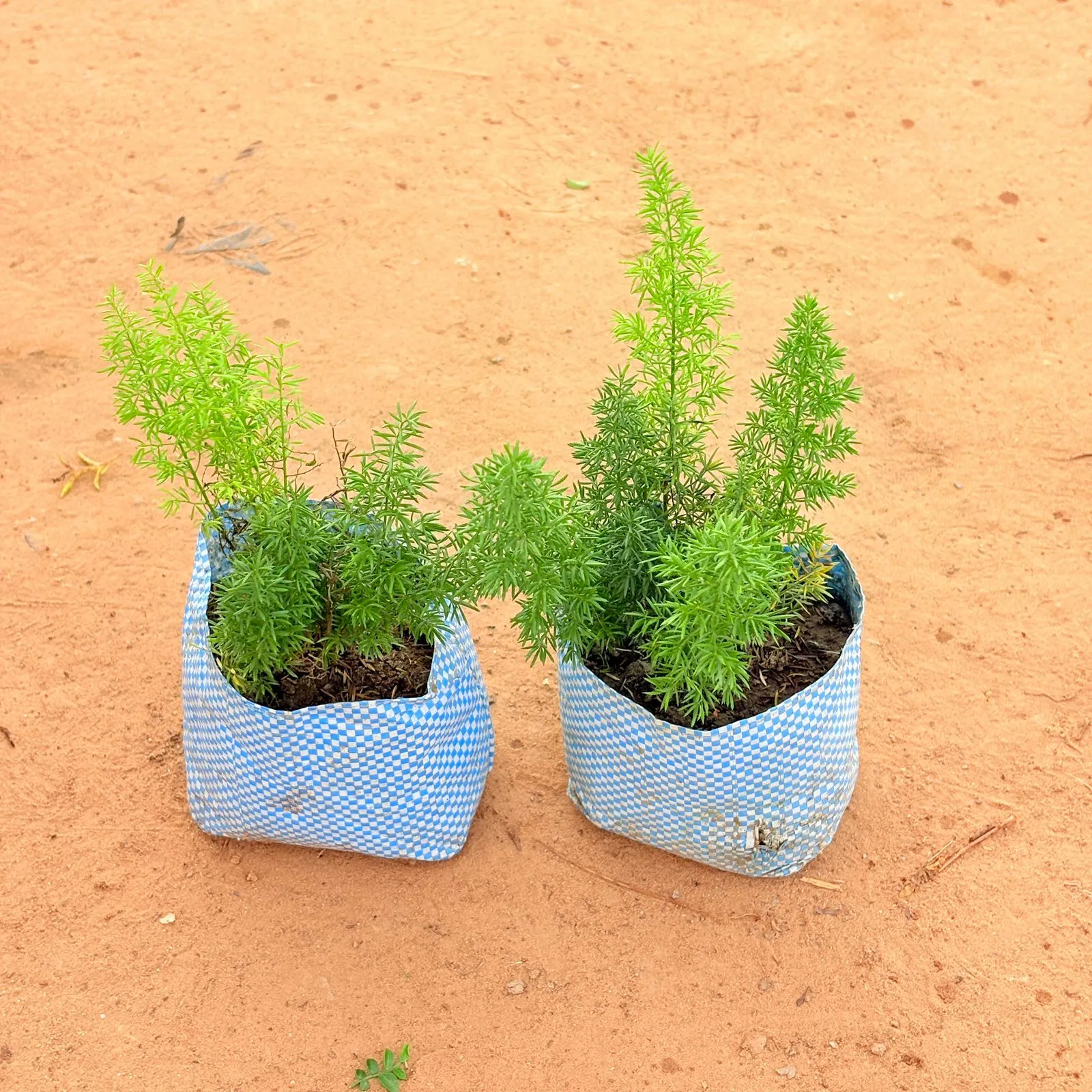Set of 2-  Asparagus Mary in 4 inch Nursery Bag