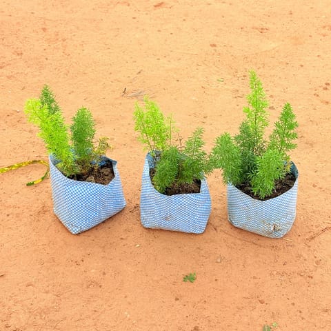 Set of 3-  Asparagus Mary in 4 inch Nursery Bag