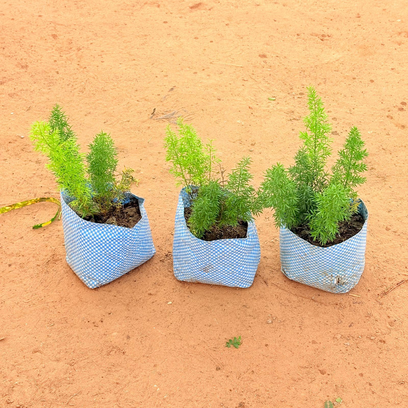 Set of 3-  Asparagus Mary in 4 inch Nursery Bag