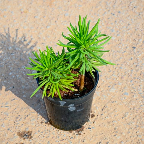 Pine in 5 Inch Live Plant Nursery Pot