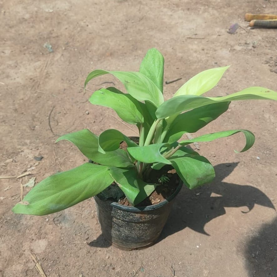 Philodendron Green in 4 Inch Nursery Pot