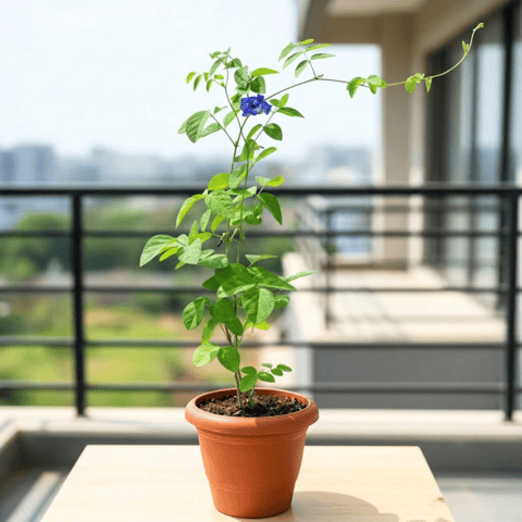 Aparajita / Asian Pigeonwings (Any Colour) in 6 Inch Terracotta Red Classy Plastic Pot