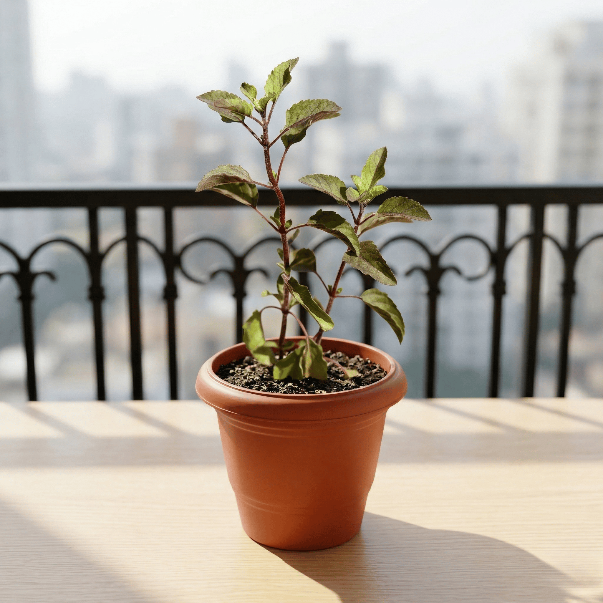 Shyama Tulsi in 6 Inch Terracotta Red Classy Plastic Pot