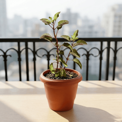 Shyama Tulsi in 6 Inch Terracotta Red Classy Plastic Pot