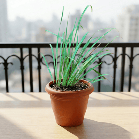 Lemon Grass in 6 Inch Terracotta Red Classy Plastic Pot