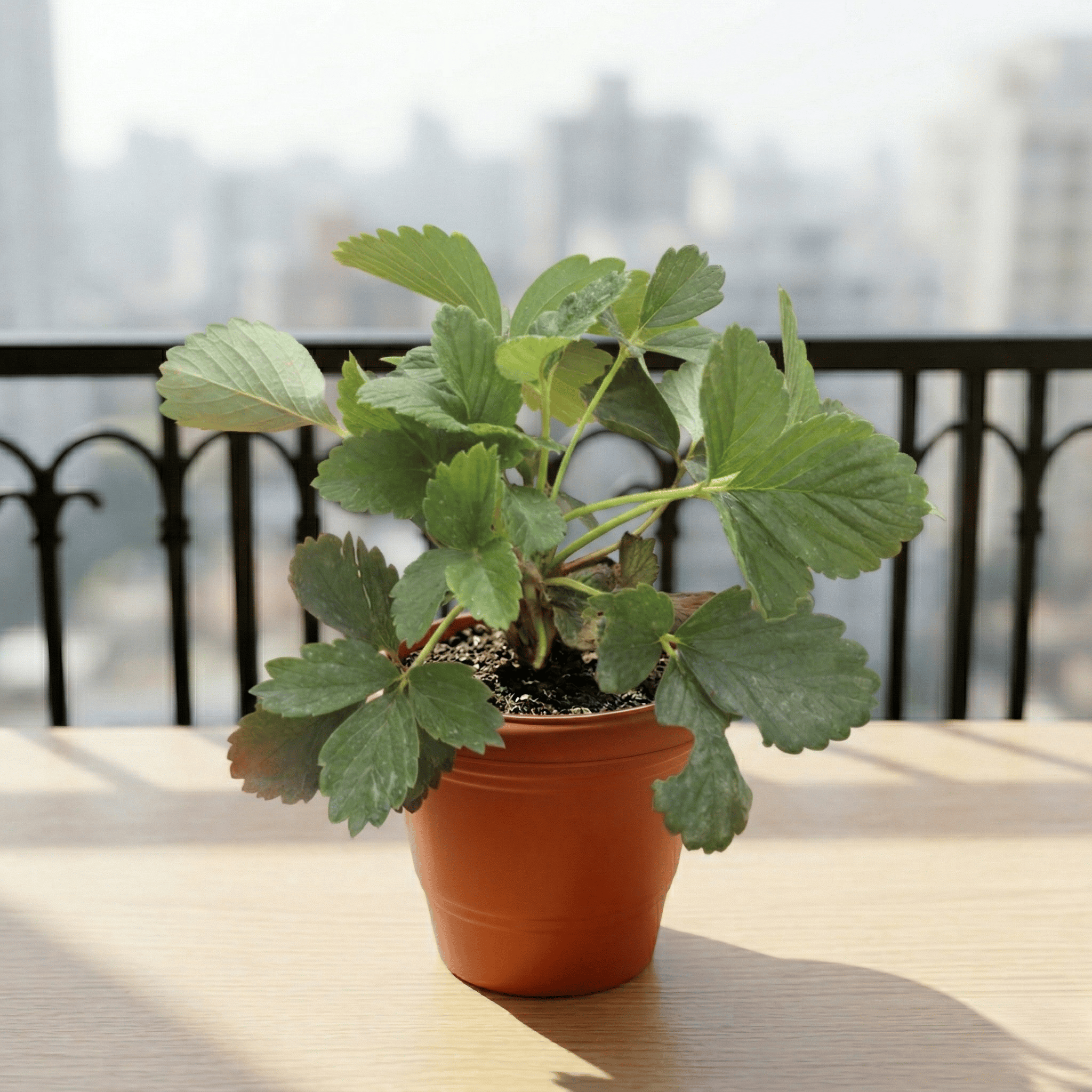 Strawberry in 6 Inch Terracotta Red Classy Plastic Pot