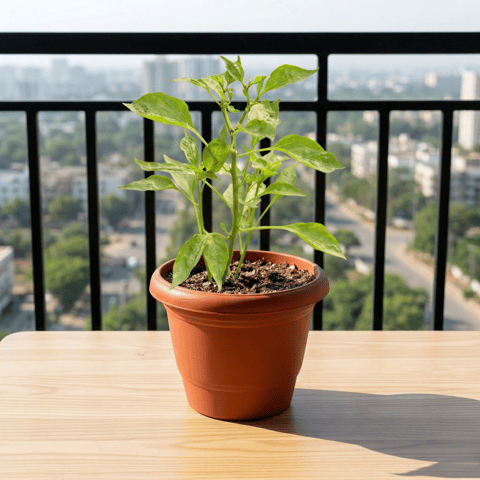 Chilli / Mirchi in 6 Inch Terracotta Red Classy Plastic Pot