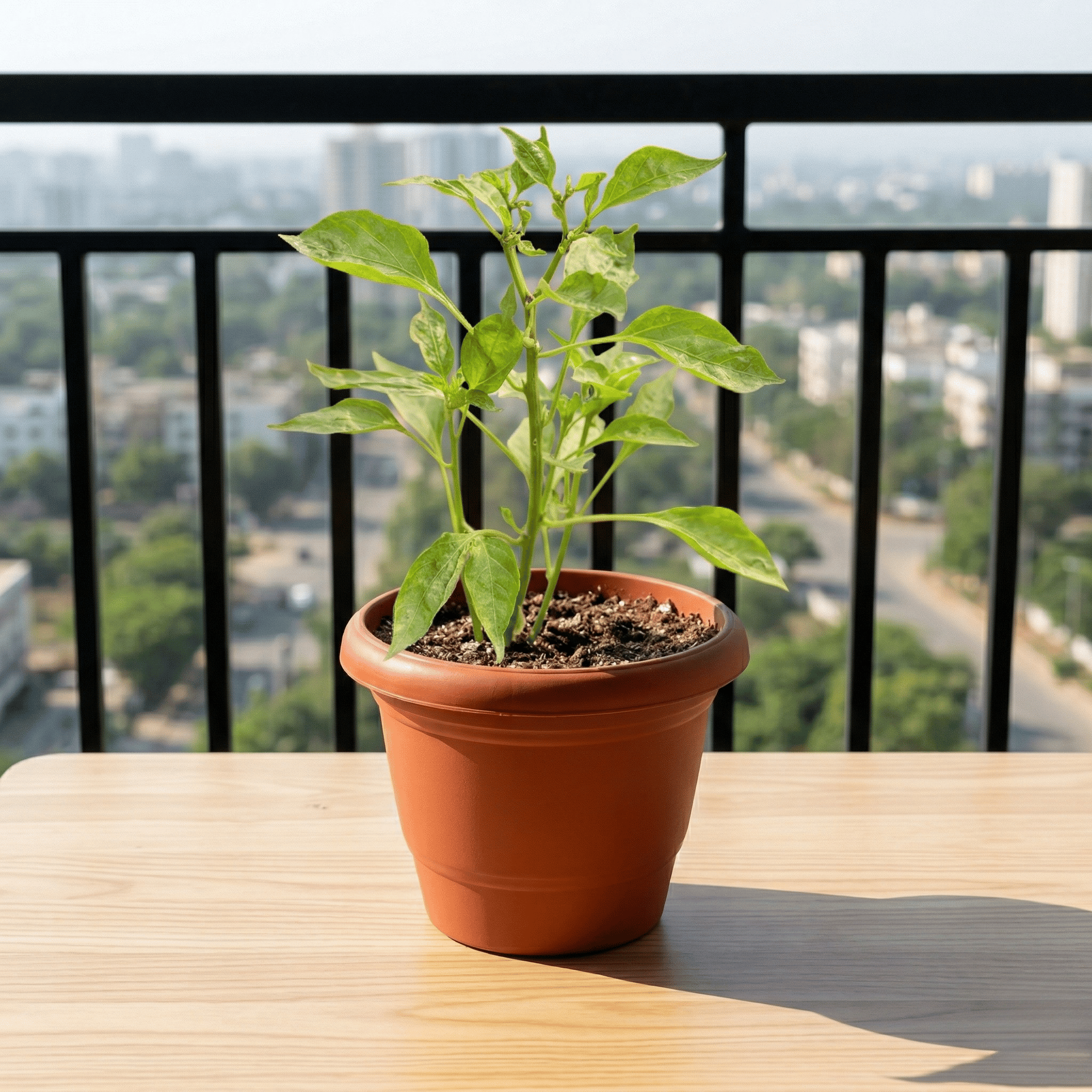 Chilli / Mirchi in 6 Inch Terracotta Red Classy Plastic Pot