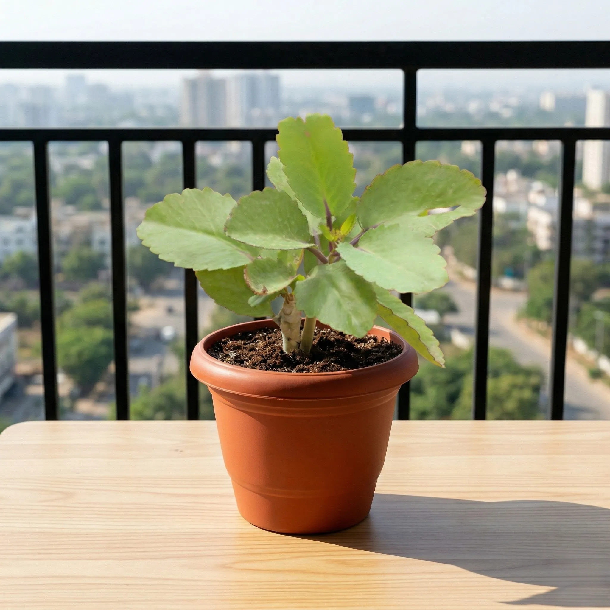 Kalanchoe Pinnata / Patharchatta in 6 Inch Terracotta Red Classy Plastic Pot
