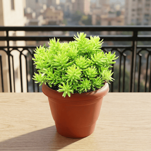 Sedum Golden Succulent in 6 Inch Terracotta Red Classy Plastic Pot
