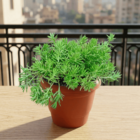 Sedum Green Succulent in 6 Inch Terracotta Red Classy Plastic Pot