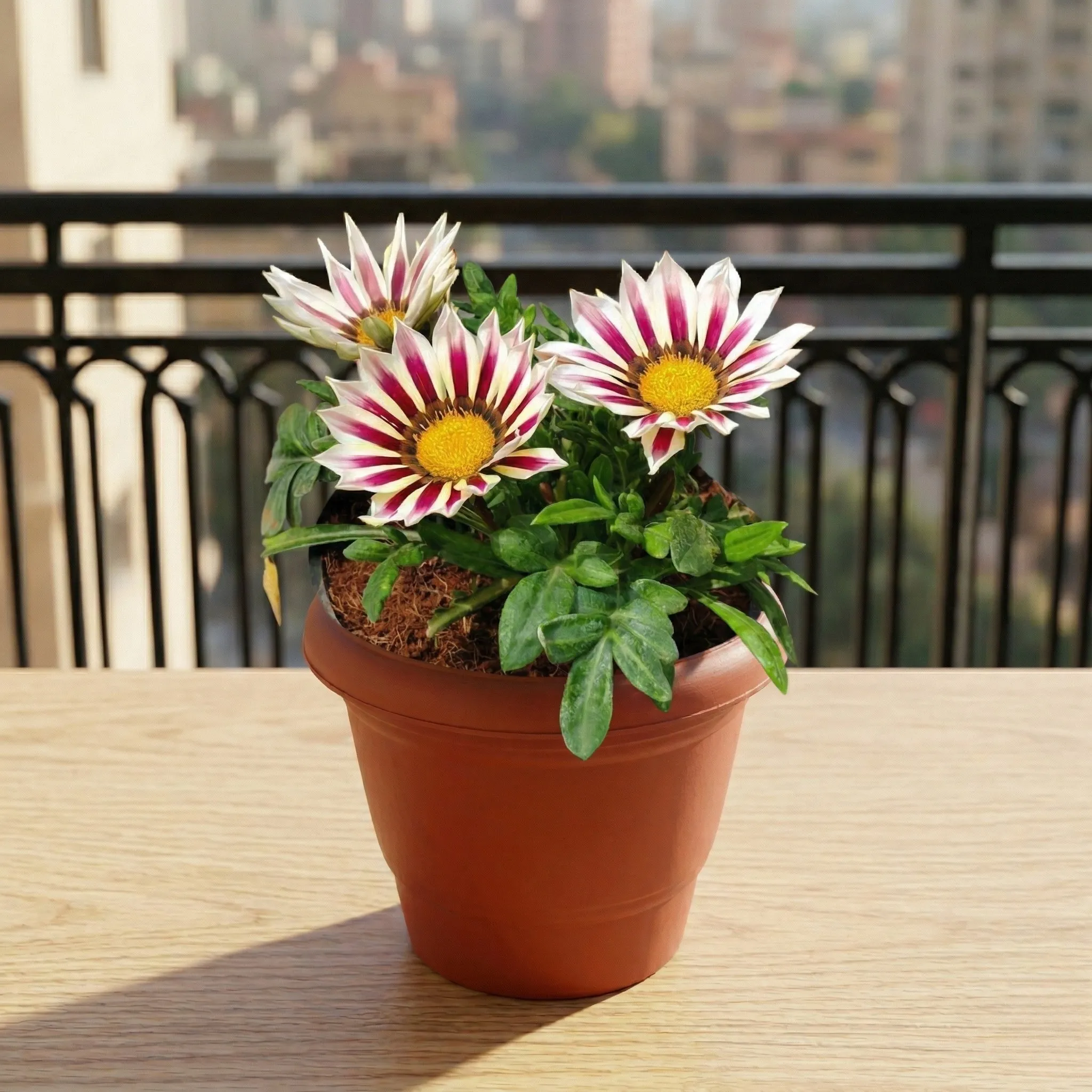 Gazania (Any Colour) in 6 Inch Terracotta Red Classy Plastic Pot