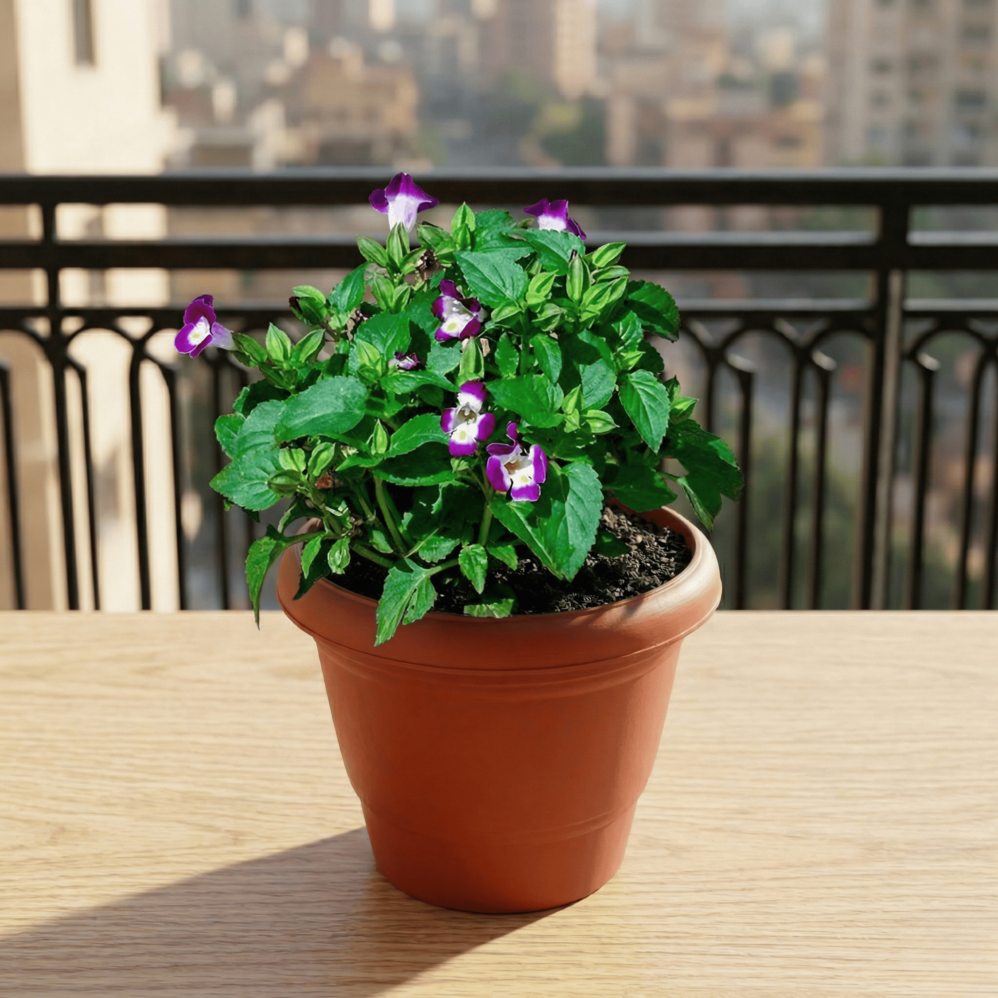 Wishbone / Torenia (Any Colour) in 6 Inch Terracotta Red Classy Plastic Pot