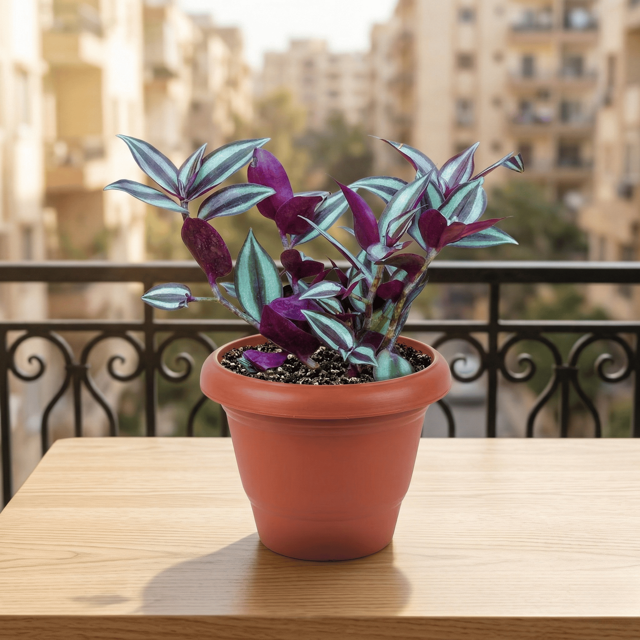 Wandering Jew in 6 Inch Terracotta Red Classy Plastic Pot