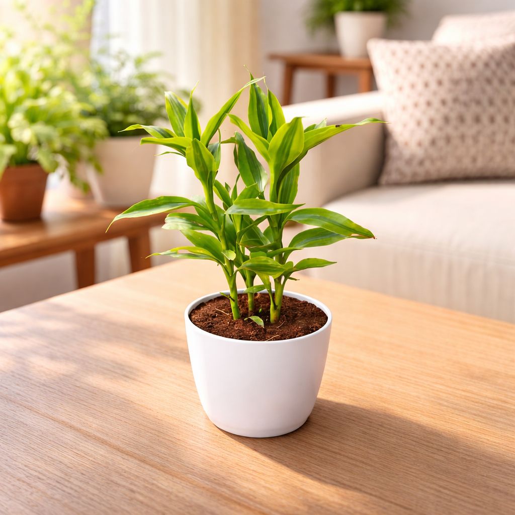 Air Purifier Lucky Bamboo in 4 Inch White Premium Orchid Round Plastic Pot