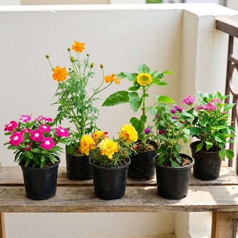 Season’s Finest Blooms - Set of 6 Assorted - Full Bloom Potted Seasonals in 5 inch Super Nursery Pot