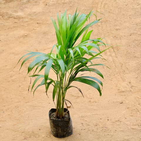 Areca (~23 Ft) in 6 Inch Nursery Bag