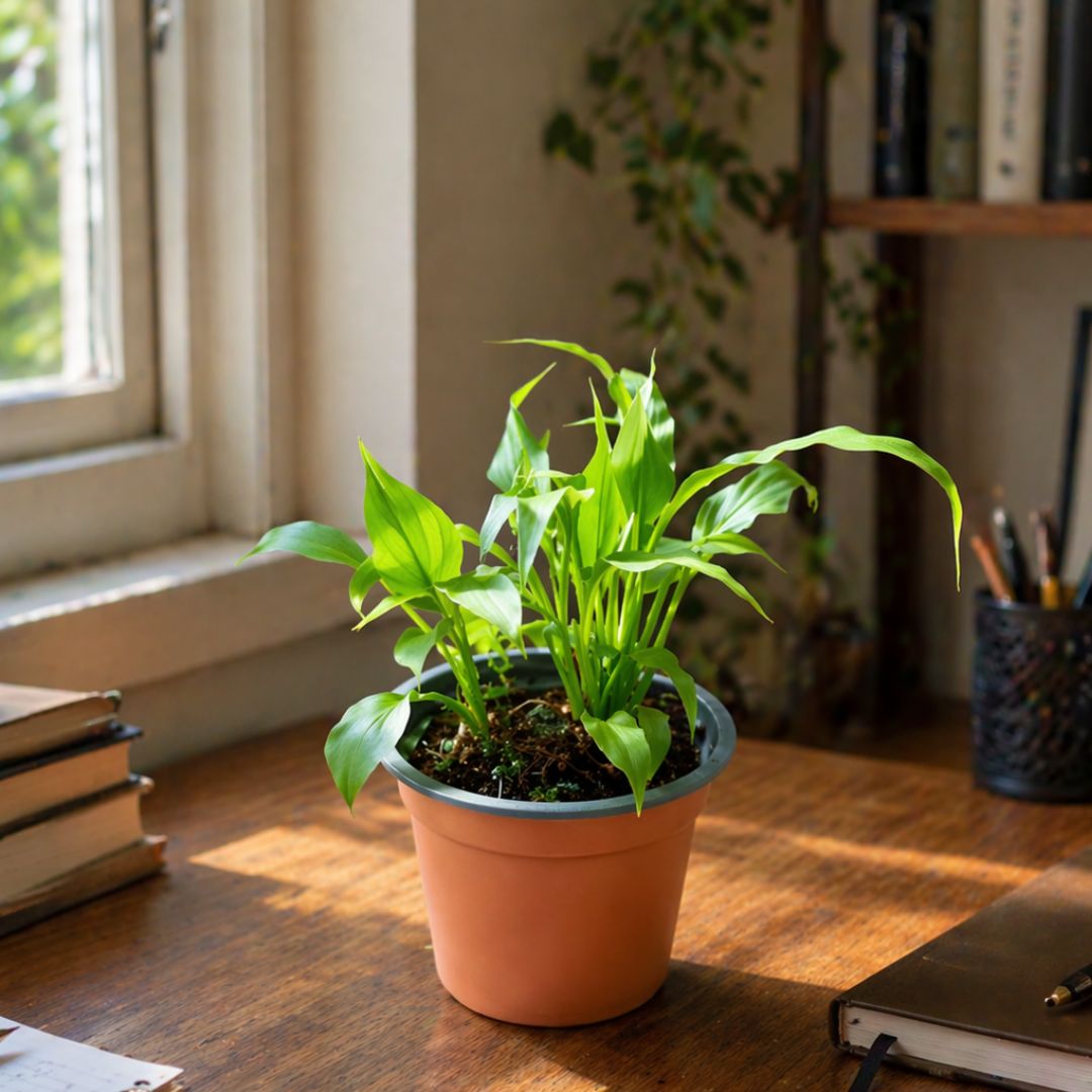 Peace Lily in 4 Inch Nursery Pot
