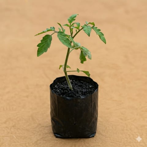 Tomato Plant in 3 Inch Nursery Bag