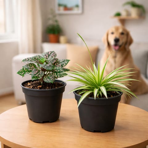 Pet Special: Pawsitive Duo - Set of 2 - Hypoestes/ Polka Dot & Spider in 6 Inch Black Nursery Pot