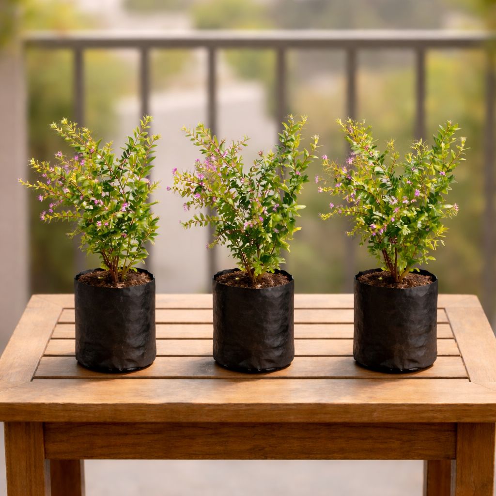 Summer Flowering: Set of 3- Cuphea / False Heather (any color) in 3 Inch Nursery Bag