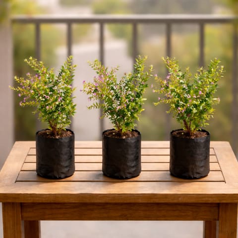 Summer Flowering: Set of 3- Cuphea / False Heather (any color) in 3 Inch Nursery Bag