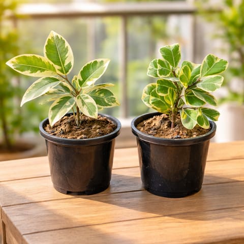 Calm Ficus Duo: Set of 2 - Ficus Safari & Ficus Triangularis in 4 inch Nursery Pot