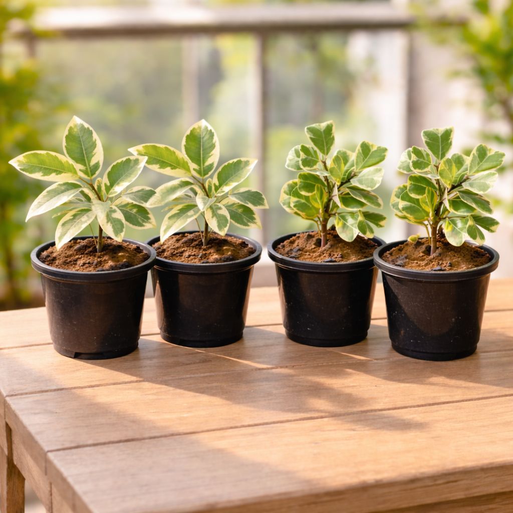 Balcony Bliss Quartet: Set of 4 - Ficus Safari & Ficus Triangularis in 4 inch Nursery Pot