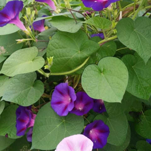 Morning Glory in 6 Inch Nursery pot