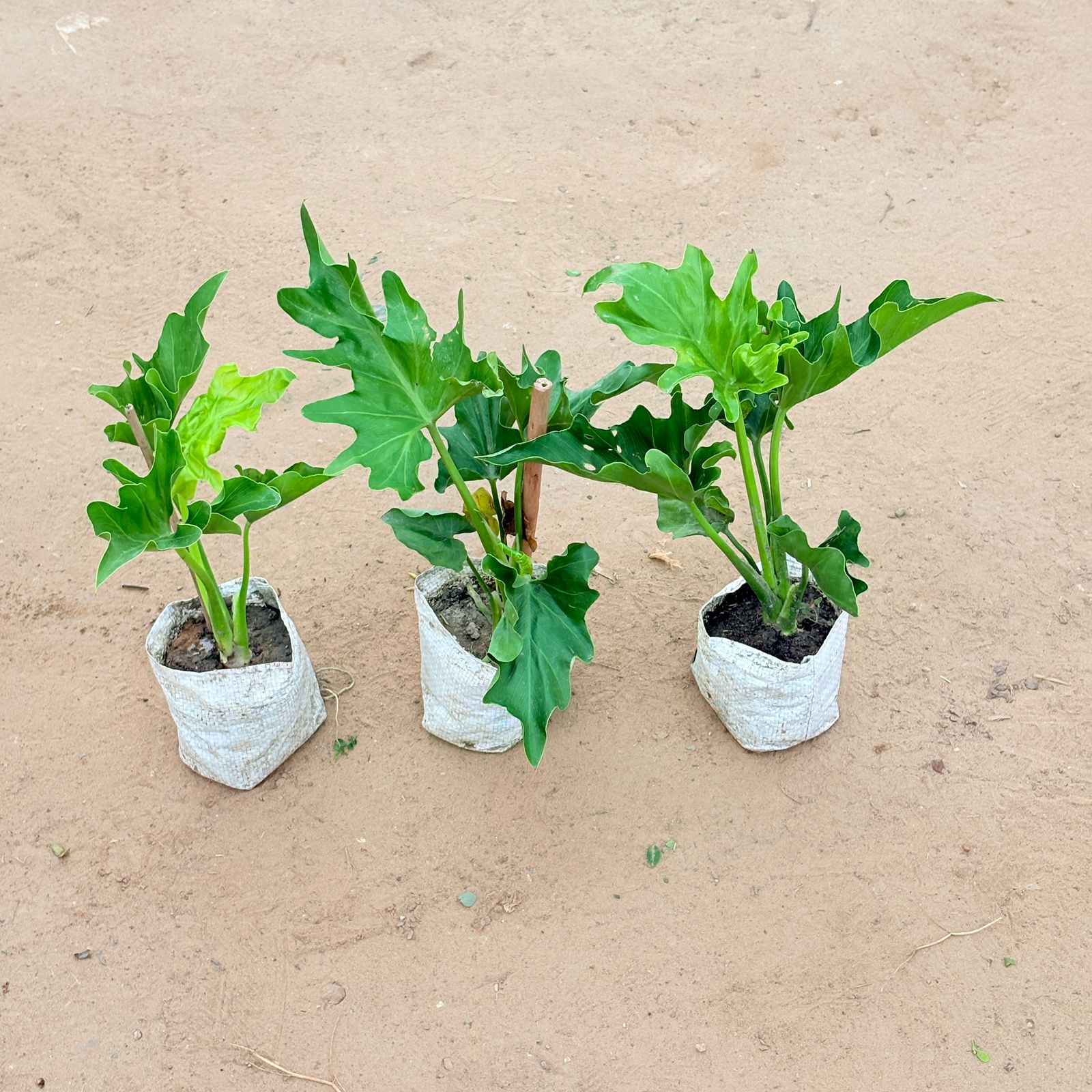 Set of 3 - Philodendron Selloum In 4 Inch Nursery Bag