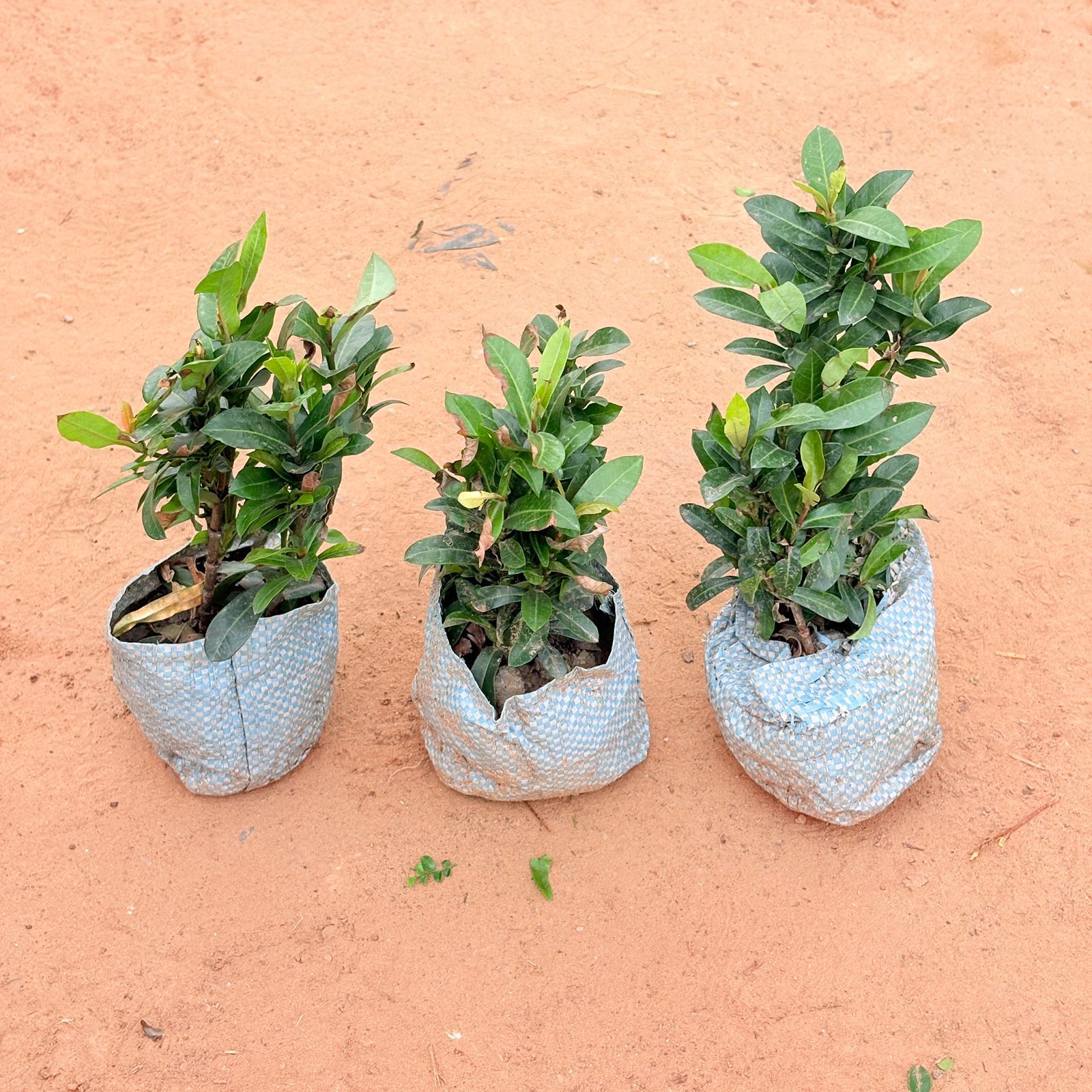 Set of 3 - Ixora (any colour) In 4 Inch Nursery Bag