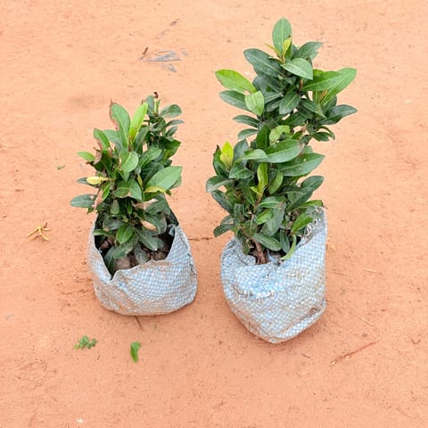 Set of 2 - Ixora (any colour) In 4 Inch Nursery Bag