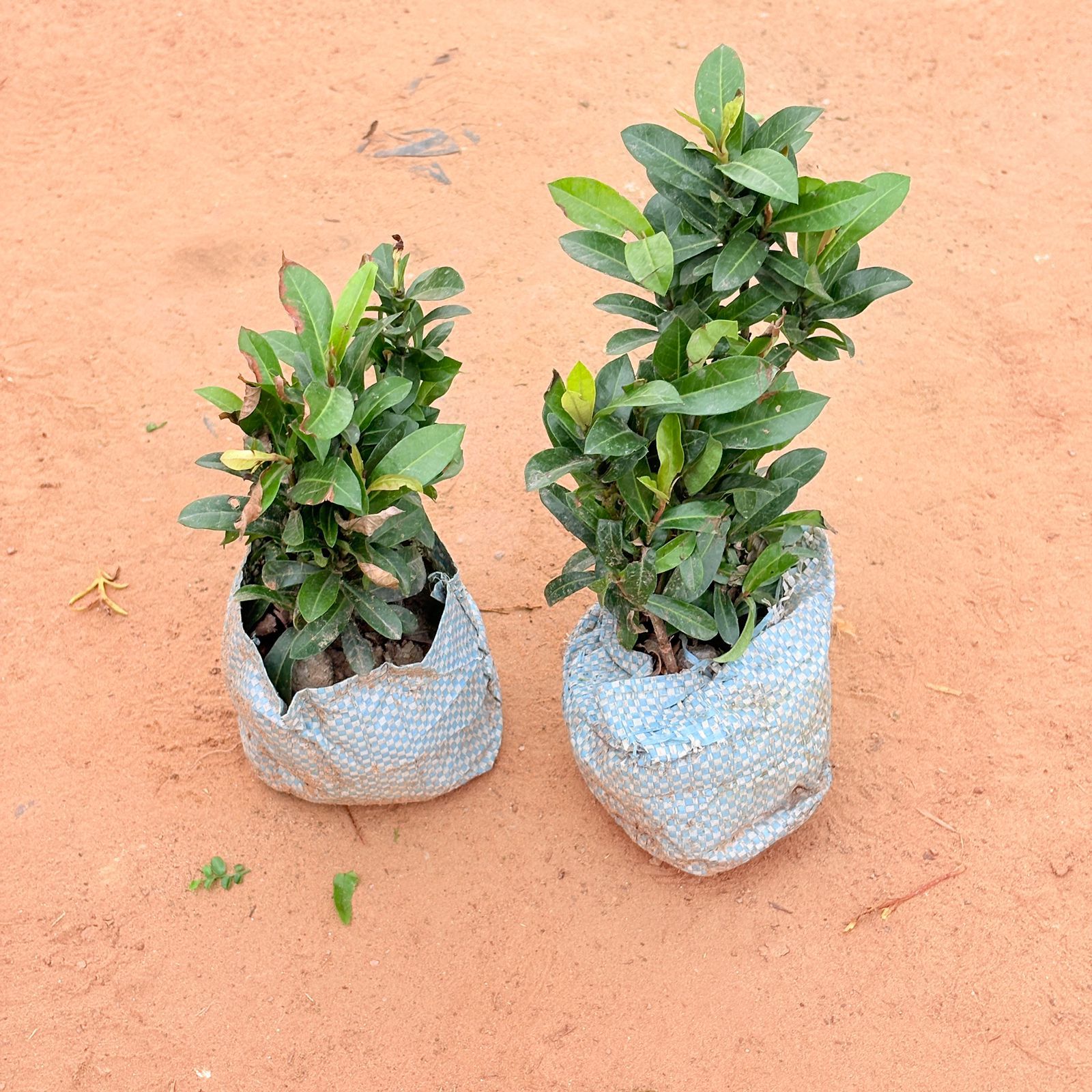 Set of 2 - Ixora (any colour) In 4 Inch Nursery Bag