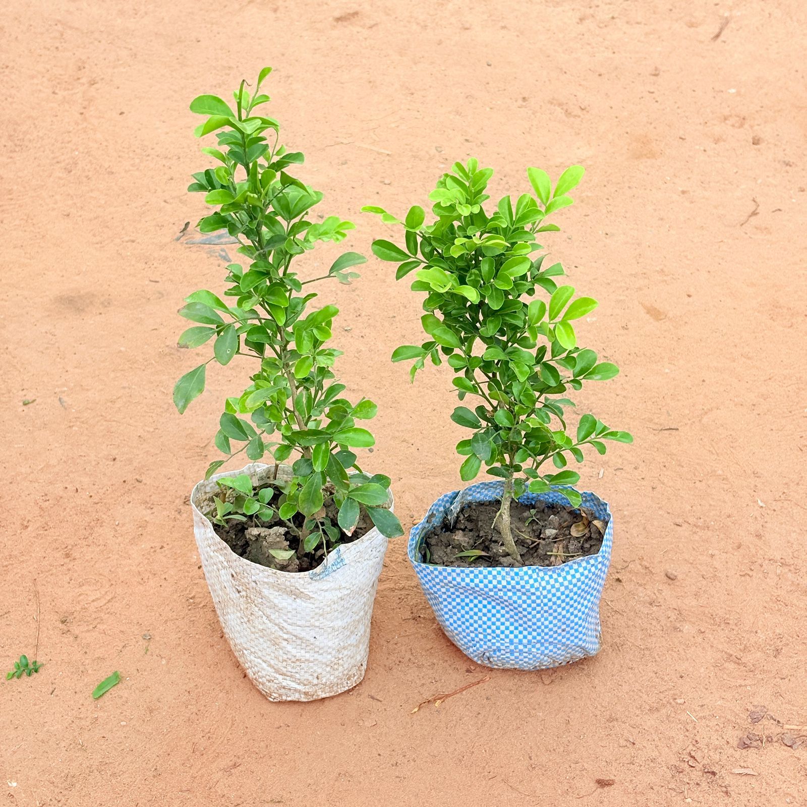 Set of 2 - Madhu Kamini White In 4 Inch Nursery Bag