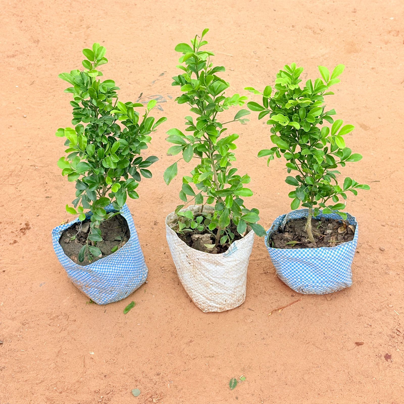 Set of 3 - Madhu Kamini White In 4 Inch Nursery Bag