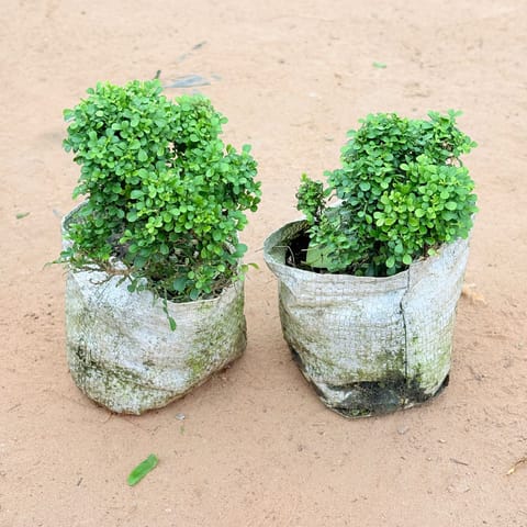 Set of 2 - Table Kamini In 4 Inch Live Plant Nursery Bag