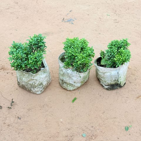 Set of 3 - Table Kamini In 4 Inch Live Plant Nursery Bag