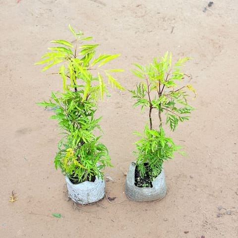 Set of 2 - Aralia Golden Cascade In 4 Inch Live Plant Nursery Bag