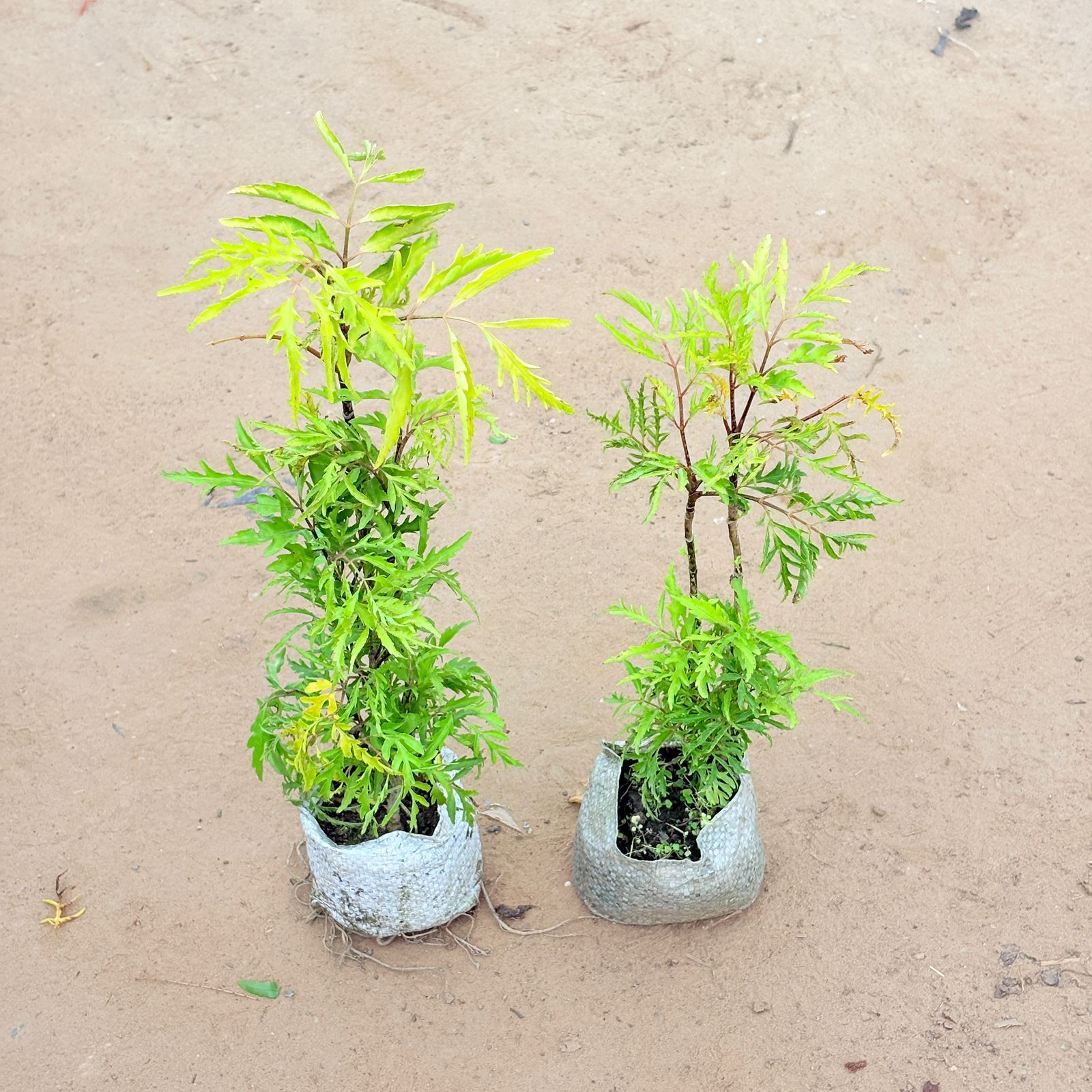 Set of 2 - Aralia Golden Cascade In 4 Inch Nursery Bag