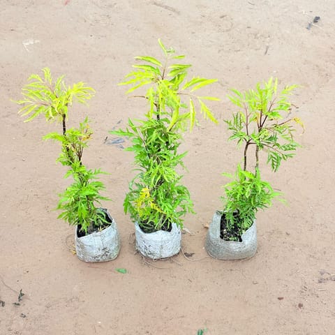 Set of 3 - Aralia Golden Cascade In 4 Inch Live Plant Nursery Bag