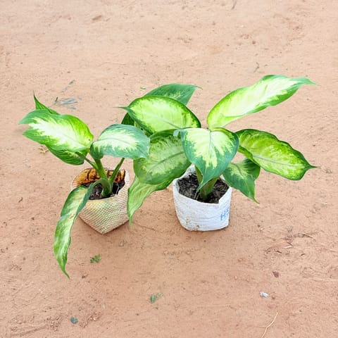Set of 2 - Exotic Dieffenbachia Mary Queen In 4 Inch Live Plant Nursery Bag