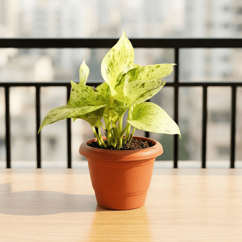 Money Plant Marble in 6 Inch Terracotta Red Classy Plastic Pot