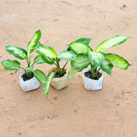 Set of 3 - Exotic Dieffenbachia Mary Queen In 4 Inch Live Plant Nursery Bag