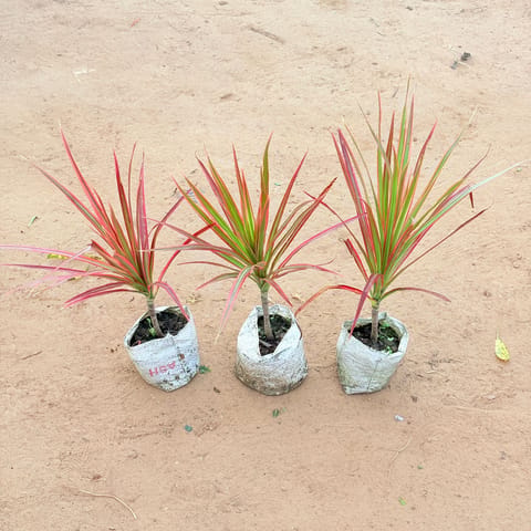 Set of 3 - Dracaena Colorama Red In 4 Inch Live Plant Nursery Bag
